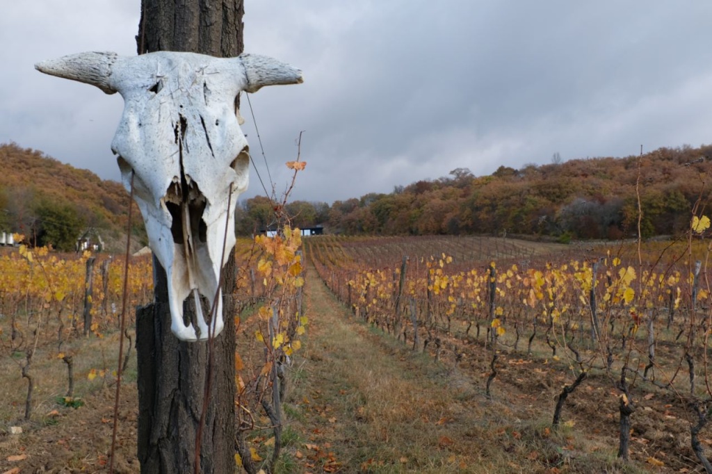 Биодинамика